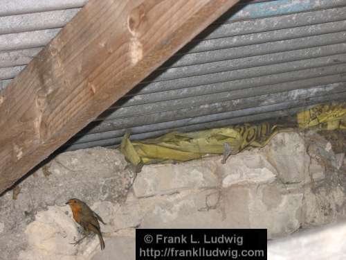 Robin in the Shed 2